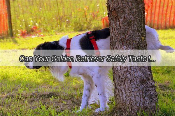 Can Your Golden Retriever Safely Taste the Sweetness of Peach Peel A Surprising Insight